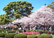Picture of Tsurumai Park in the springtime