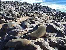 Cape Cross Seal Colony panorama