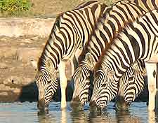 Zebra picture, at the Daan Viljoen Game Park