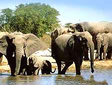 Elephants drinking at the Etosha National Park