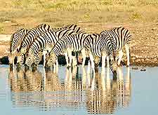 Image of zebras drinking in the Etosha National Park