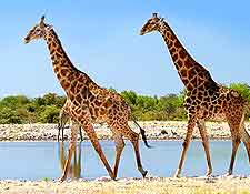 Close-up picture of two giraffes in the Etosha National Park