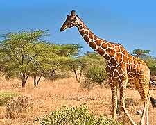 Giraffe photo, taken at the Etosha National Park