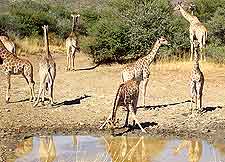 Photograph of giraffes socialising around a waterhole in the Etosha National Park
