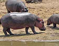 Bwabwata National Park, image of hippo family