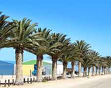 Photo of palm trees lining the beachfront at Walvis Bay