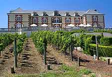 Picture of vineyard at the Domaine Carneros attraction