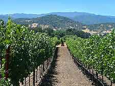 Vineyard photograph, showing surrounding scenery