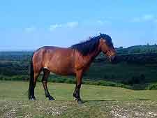 Image of wild pony at Burley, New Forest, Hampshire, England, UK