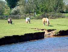 Photo of New Forest ponies in the spring