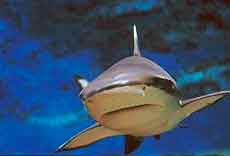 New York Attractions for Children