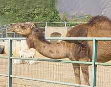 Image of dromedary camel at the National Children's Park and Zoo