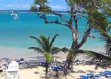 Photo of the Ocho Rios beach and palm trees