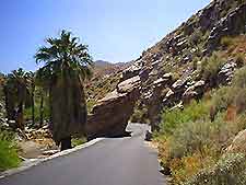 Palm Springs Indian Canyon2