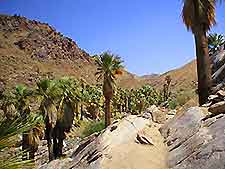 Palm Springs Indian Canyon3