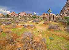 Joshua Tree National Park Photograph