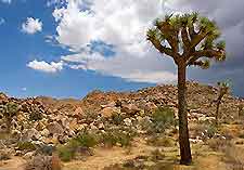 Palm Springs Joshua Park2