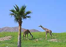 Palm Springs Living Zoo3