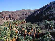 Palm Springs Palm Canyon