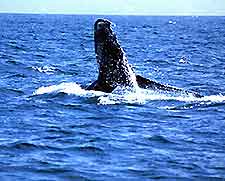 Adelaide Whale Watching