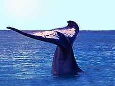 Perth Whale Watching