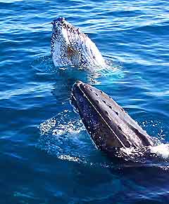 Perth Information and Tourism