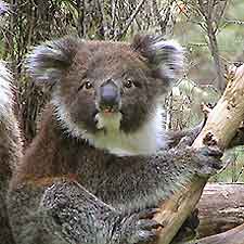 Brisbane Tourist Attractions