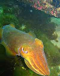 Perth Scuba Diving