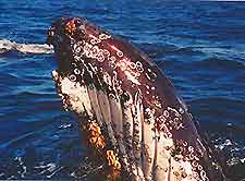 Perth Whale Watching