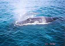 Adelaide Whale Watching
