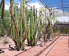 Phoenix Desert Bot Garden2