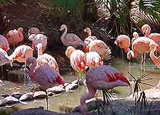 Phoenix Zoo Flamingos