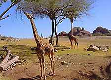 Phoenix Zoo Giraffe