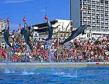 Bayworld dolphin picture