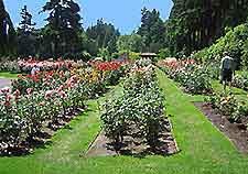 Portland Rose Gardens5