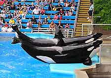 San Antonio Seaworld3