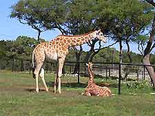 San Antonio Wildlife Ranch2