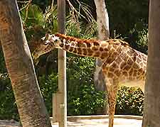 San Diego Zoo