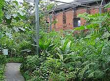 Spyrogyra Butterfly Garden picture