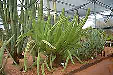 Scottsdale Botanical Garden
