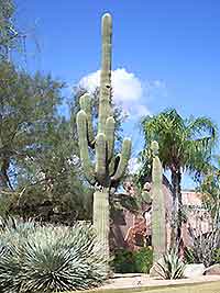 Scottsdale Cactus Gardens