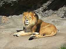 Seattle Zoo Lion