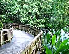 Picture taken at the Bukit Timah Nature Reserve