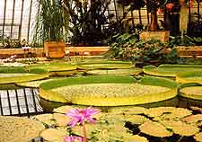 Picture of the Bergianska Tradgarden