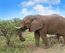 Picture of wild elephant in Swaziland