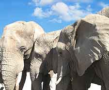 Picture of African elephants at the Hlane Royal National Park in Swaziland