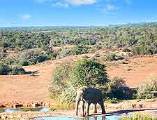 Photograph of elephants drinking at a waterhole