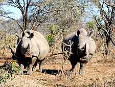 Image of rhinos at wildlife reserve in Swaziland
