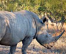 Further picture of rhino at the Mkhaya Game Reserve