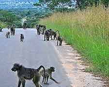 Image of monkeys on the road